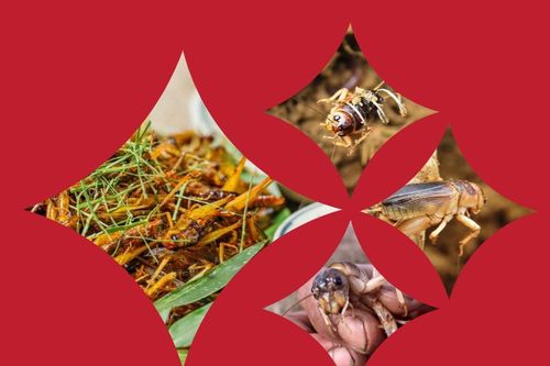 Côn trùng thân thiện với môi trường nhưng vẫn bị thực khách săn lùng