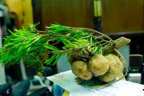Kì lạ những loại nấm quý của Việt Nam chỉ mọc trên ngọn cây