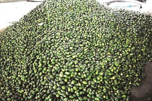 Vào vụ cau sấy