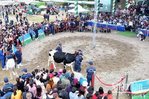 Sôi động hội thi 'Hoa hậu bò sữa' trên cao nguyên Mộc Châu