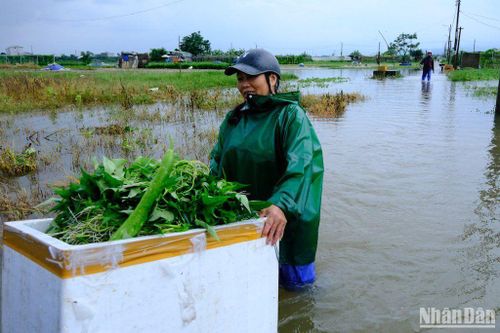 Nông dân mất trắng trên làng rau lớn nhất Đà Nẵng