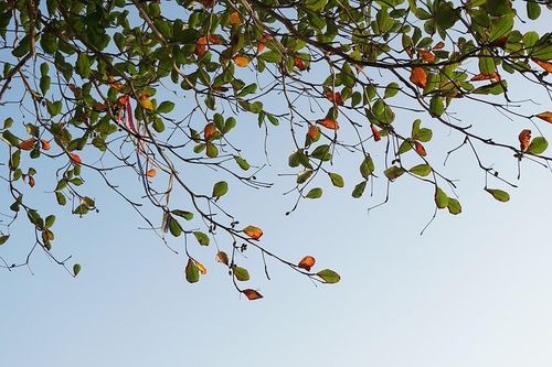 Chùm thơ tháng Mười của Trần Thế Tuyển