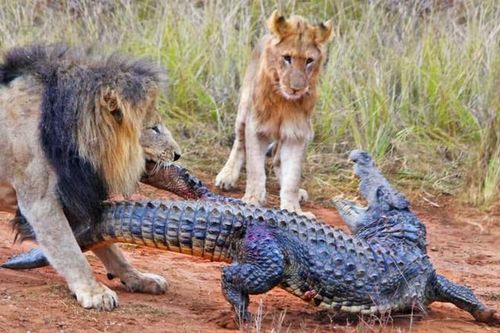 Cá sấu lên bờ, không ngờ 'va' phải Vua sư tử