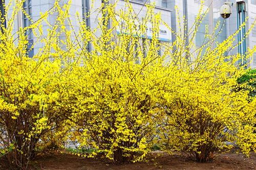 Truyện ngắn: Hoa xuân nở