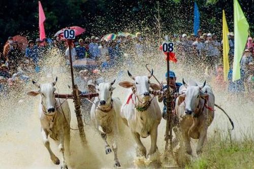 Nét độc đáo của Hội đua bò Bảy Núi