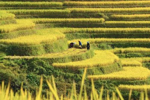 Du khách nườm nượp đổ về Mù Cang Chải 'check-in' mùa lúa chín