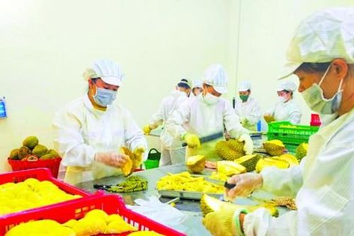 Khi sầu riêng gia nhập trái cây 'tỷ đô'