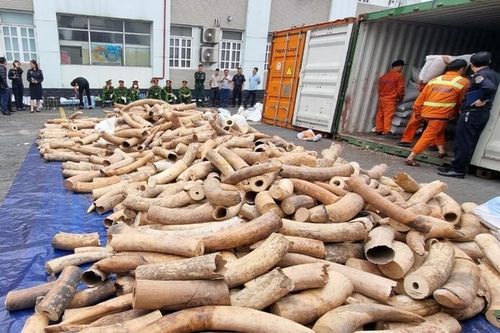Chống buôn bán động vật hoang dã: 'Cuộc chiến' chưa có hồi kết