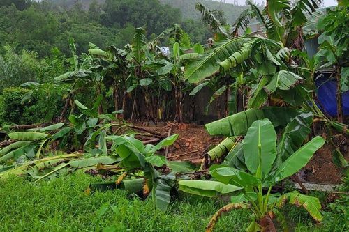 Tp.Đà Nẵng: Những thiệt hại ban đầu do mưa lớn gây ra