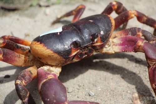 'Lộc trời' bò ra từ hang đá, nửa đêm dân rọi đèn pin bắt về bán 2 triệu/kg thành đặc sản, vừa ngon vừa bổ dưỡng