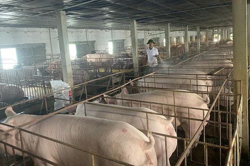 Bảo đảm nguồn cung thực phẩm dịp cuối năm