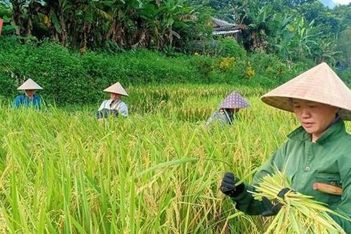 Quan Sơn phát triển các mô hình sản xuất theo chuỗi giá trị gắn với giảm nghèo