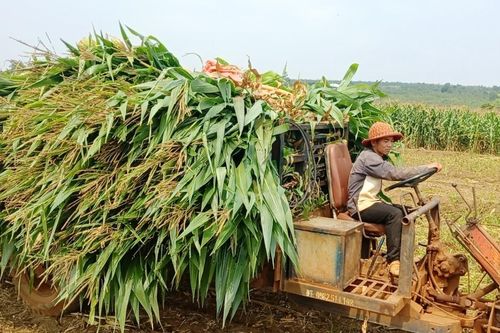 Chư Sê chuyển đổi hơn 300 ha cây trồng kém hiệu quả