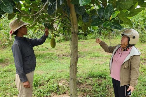 Mang Yang quan tâm tạo sinh kế cho hộ nghèo