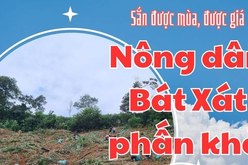 Sắn được mùa, được giá: Nông dân Bát Xát phấn khởi