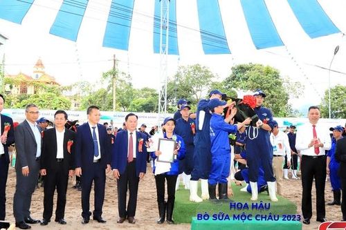 Sôi động Hội thi 'Hoa hậu' bò sữa Mộc Châu năm 2023