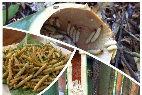 Sinh vật nhìn phát khiếp nhưng trở thành món ngon lạ lùng, chỉ có ở Tây Bắc