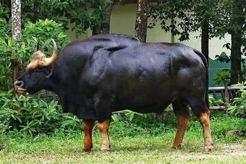 Nguy cơ tuyệt chủng loài bò tót nặng nhất thế giới