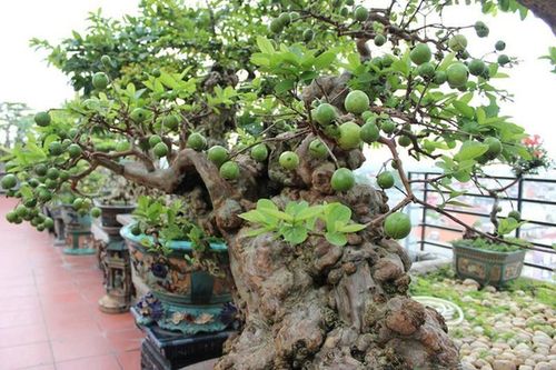 Ngắm ổi bonsai 300 tuổi khiến đại gia 'đứng ngồi không yên'