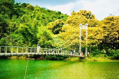 Phượng vàng phủ sắc, cầu treo ở Đắk Nông đẹp như tranh