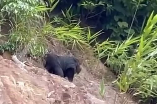 Phát hiện cá thể động vật quý tại khu vực dân cư ở Hòa Bình