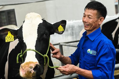 Từ nợ đầm đìa trở thành 'tỷ phú' sau 20 năm nuôi bò sữa