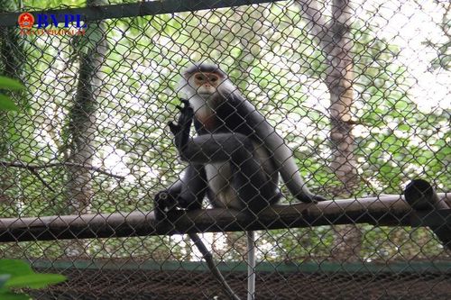 Gian nan nghề cứu hộ động vật hoang dã