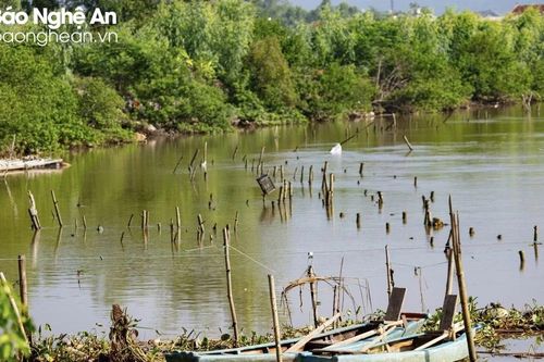 Nuôi hàu gây cản trở dòng chảy tiêu thoát lũ ở thị xã Hoàng Mai