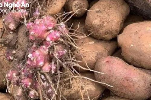 Đưa giống khoai lạ về trồng trên núi, giá bán cao gấp đôi trồng lúa