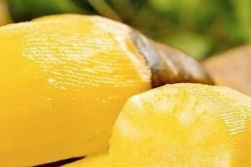 Người dân Mường Lống trồng thử giống khoai 'lạ'