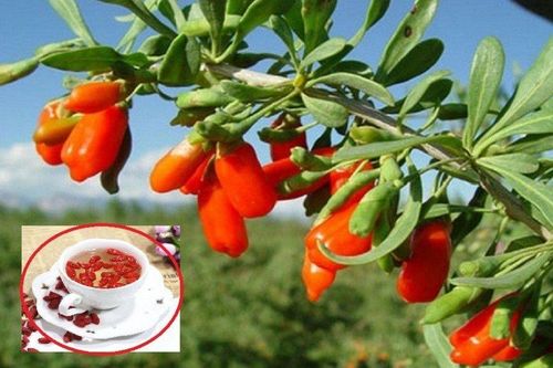 Loại hạt ví 'kim cương đỏ', Việt Nam ở đâu cũng có sang 'trời Tây' giá đắt đến ngỡ ngàng