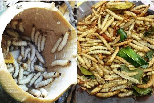 Loài sâu nhìn thì phát khiếp nhưng lại là đặc sản ngon lạ lùng ở Tây Bắc