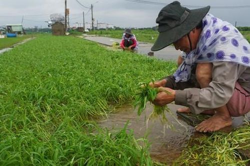 Nông dân Đà Nẵng nghẹn ngào vớt rau non sau lũ: 'Bỏ tiền triệu, giờ mót lại từng đồng'
