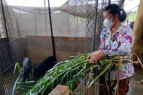 Đem mô hình nuôi heo rừng lai, tạo thu nhập ổn định về huyện biên giới Long An