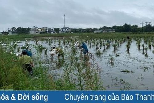 Tăng cường kiểm soát, ngăn chặn tình trạng săn bắt chim hoang dã