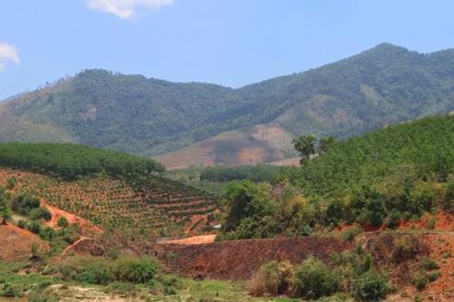 Tiếp tục kiểm tra, xử lý nghiêm vi phạm trong sử dụng đất nguồn gốc nông lâm trường