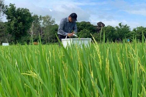 Canh tác lúa giảm phát thải khí nhà kính