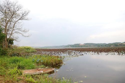 Chuyện săn giải đầm Bạch Thủy