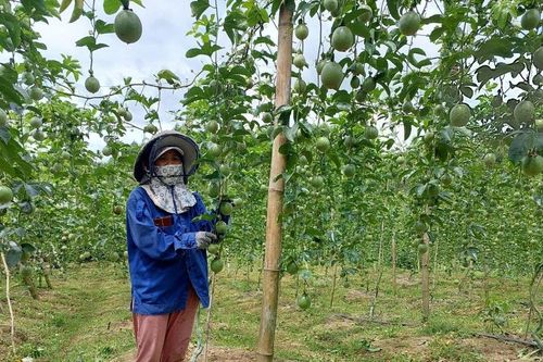 Đẩy mạnh ứng dụng công nghệ tưới tiết kiệm nước