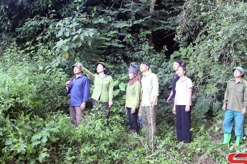 Thêm nguồn lực để bảo vệ, phát triển rừng