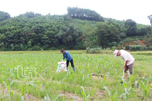 Phú Lương: Gieo trồng cây vụ đông đạt 70% kế hoạch