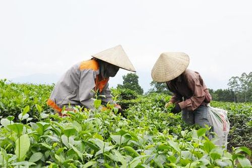 Những mô hình tiền tỷ làm giàu cho nông dân 'đất mỏ'