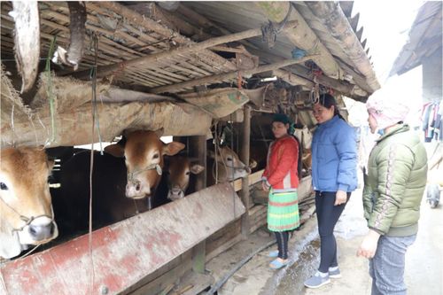 Hà Giang: Triển khai các mô hình giảm nghèo tại vùng dân tộc thiểu số