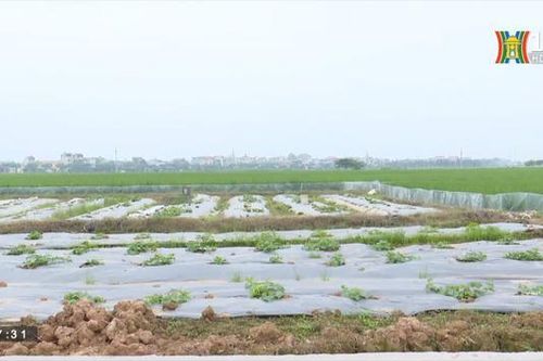 Tháo gỡ khó khăn cho đất nông nghiệp công ích