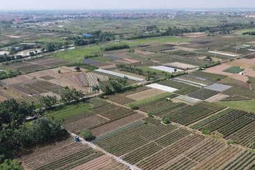 Quản lý, sử dụng đất nông nghiệp công ích: Cần sớm có cơ chế tháo gỡ khó khăn