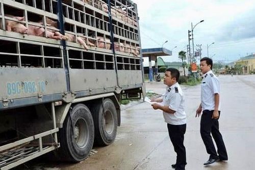 Gia tăng tình trạng nhập lậu động vật, cần xem xét trách nhiệm người đứng đầu