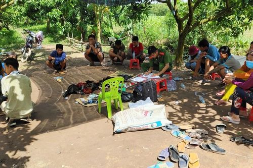 An Giang: Đánh bạc trong vườn xoài, 12 đối tượng bị bắt