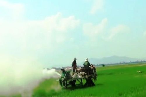 An Giang: Bác tin đồn nông dân lấy xi măng… phun lên ruộng lúa