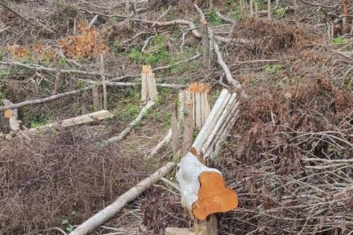 Gia Lai: Khởi tố, bắt tạm giam đối tượng phá hơn 2,5ha rừng tự nhiên