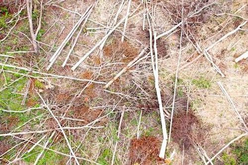 Bắt đối tượng phá trắng 2,5ha rừng ở Gia Lai